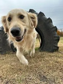 k9 training dog confidence agility obedience puppy training