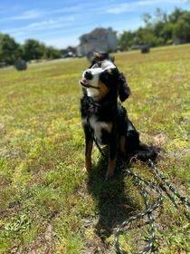 Expert K9 Trainer Happy Puppy Dog Training Positive Reenforcement K9 