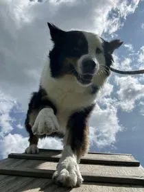 k9 dog learning obedience enrichment agility