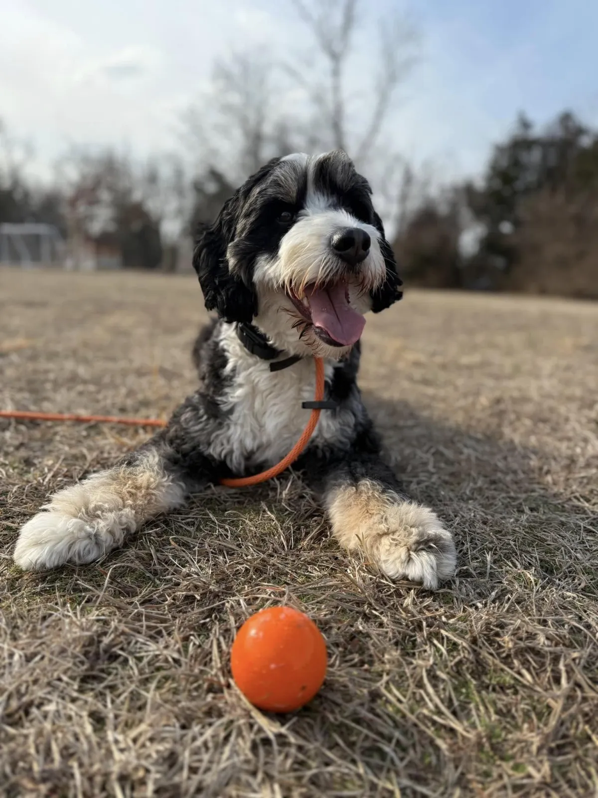 Dog training in Cape May County NJ, calm obedience with Lead The Way Dog Training