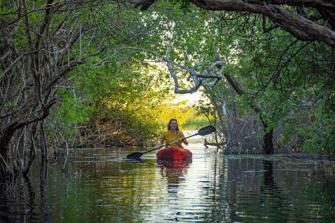 Mangrov kayak kayaking tours and talks