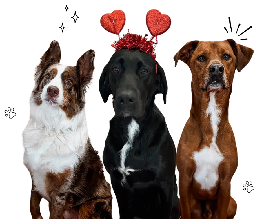 Three dogs in Lucky dog Retreat