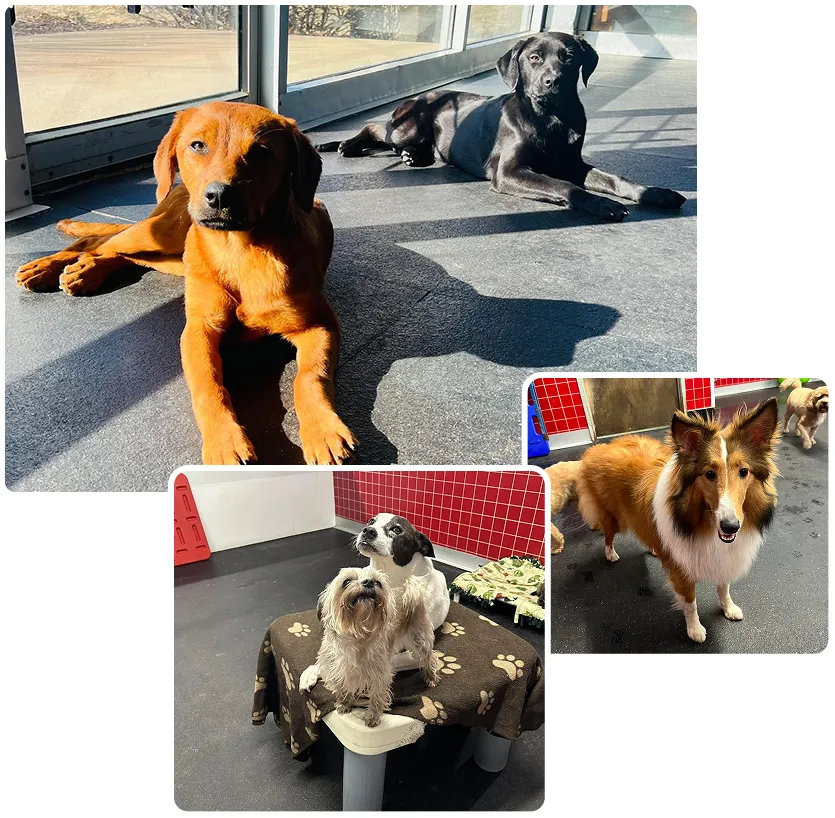 dog boarding kennels