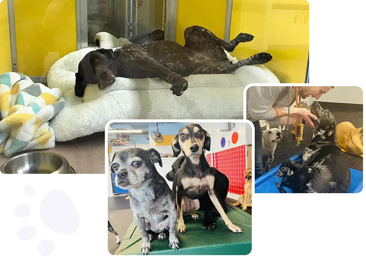 pet boarding facility