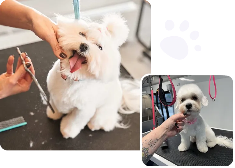 dog grooming services