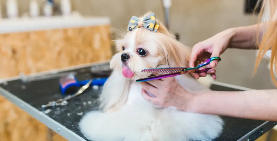puppy grooming