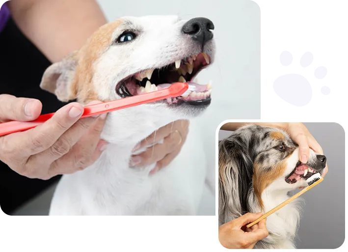 brushing dog teeth