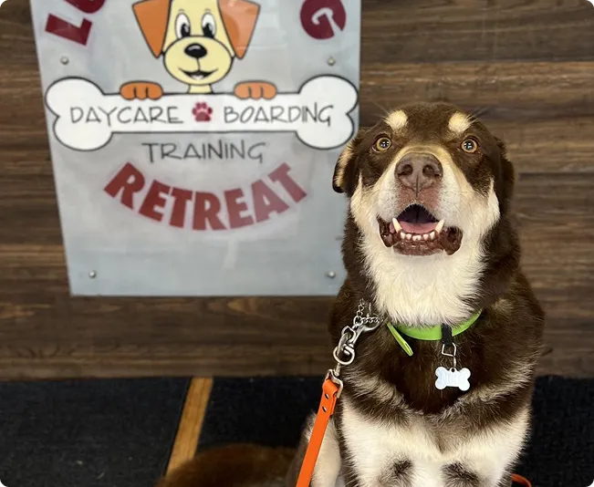 dog boading in Indianapolis