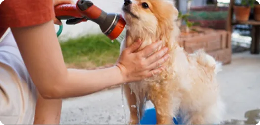 dog is bathing