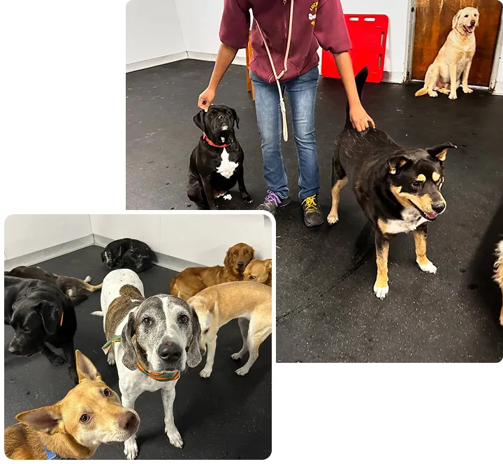 dog daycare