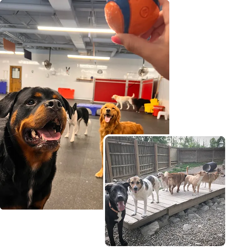 dog daycare indianapolis