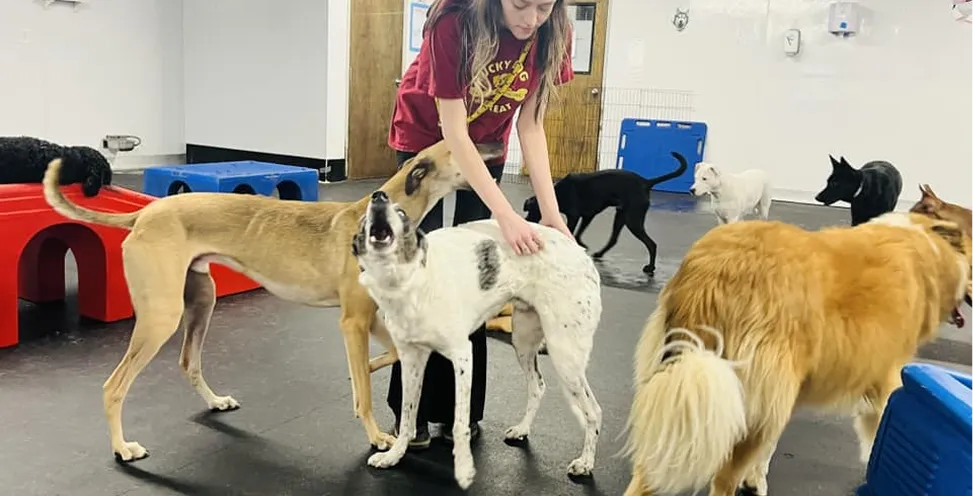 lucky dog boarding & daycare