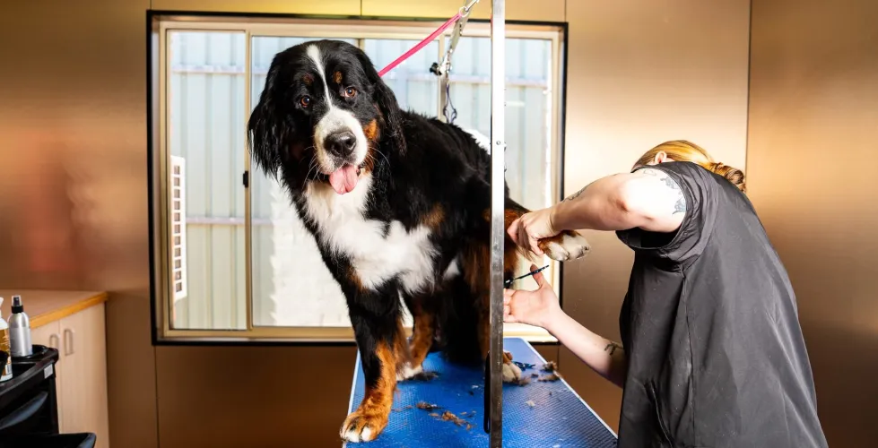 grooming for dogs