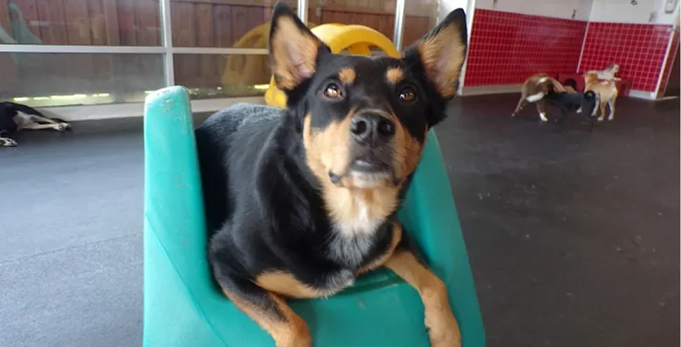 daycare for dogs
