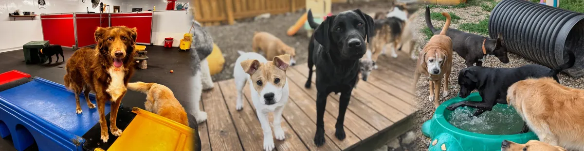 Lucky Dog Retreat Indy