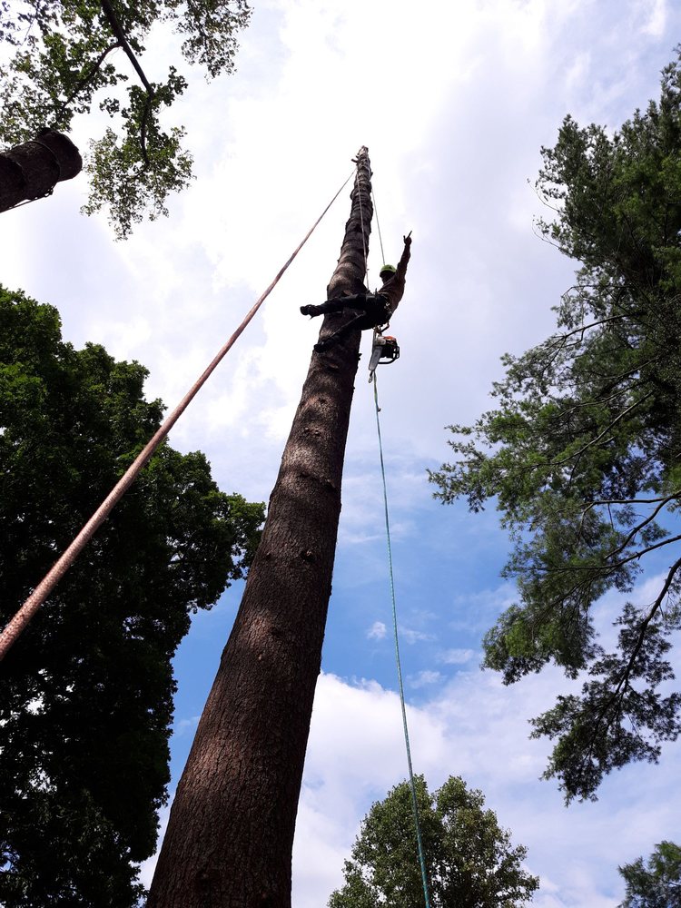 Residential Tree Service Asheville, NC