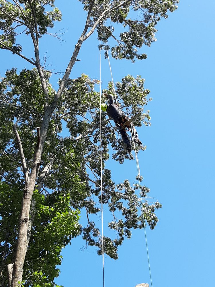 Tree Pruning Asheville, NC