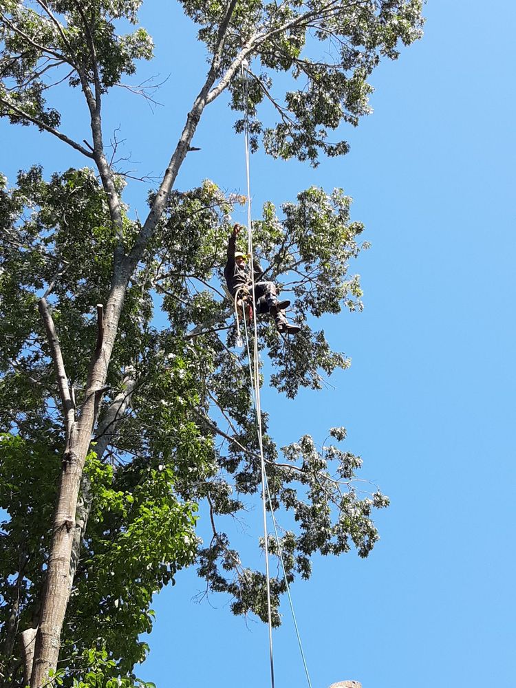 Land Clearing Asheville, NC