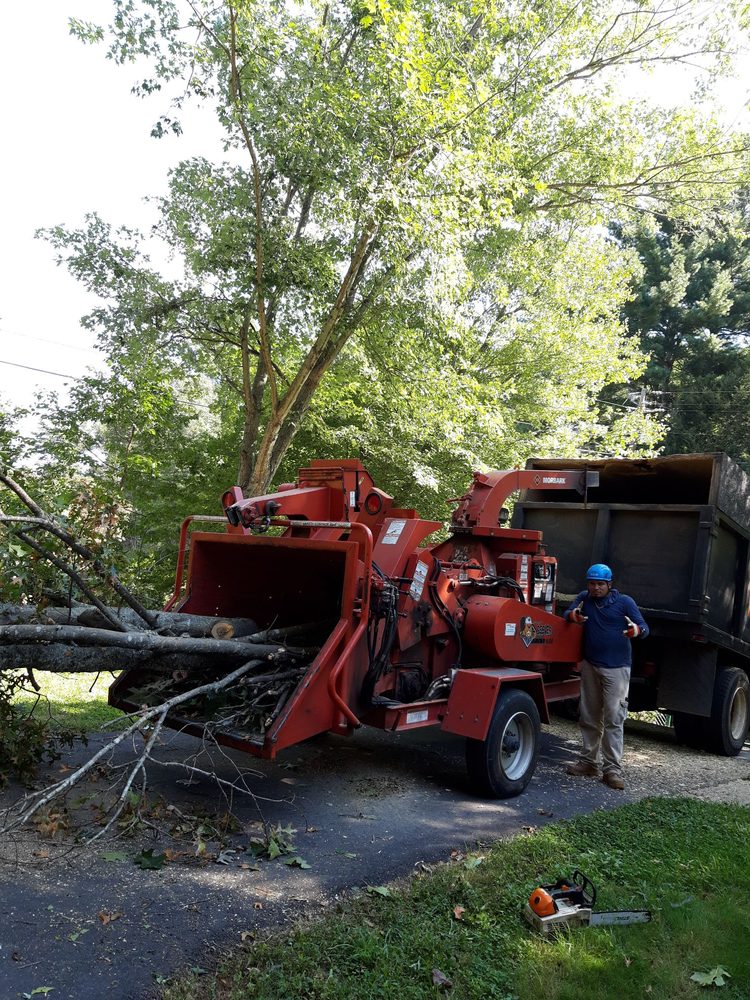 Tree Removal Asheville, NC
