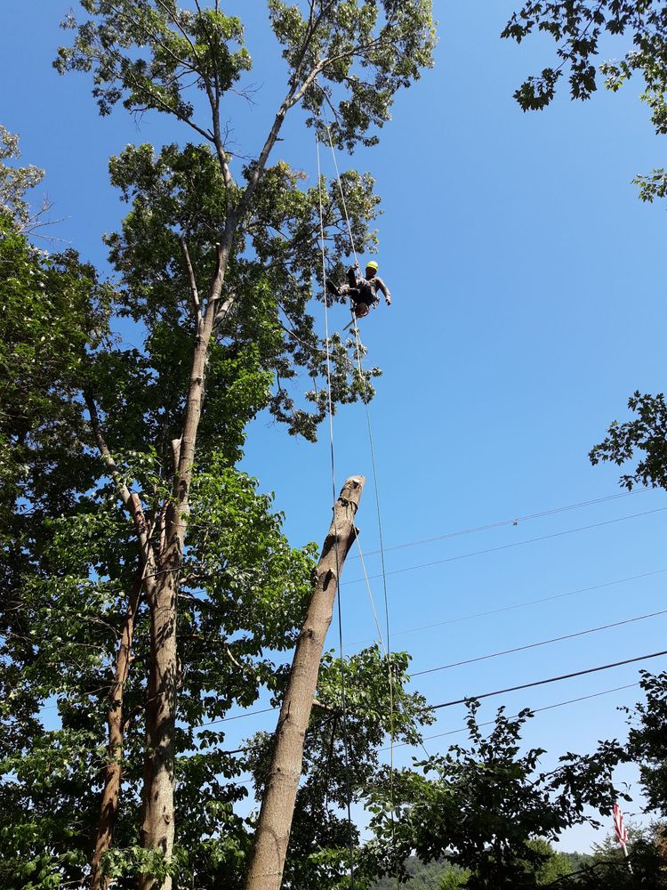 Commercial Tree Service Asheville, NC