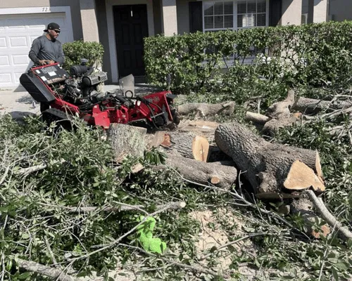 Tree Trimming, Pruning & Crown Reduction in St. Cloud