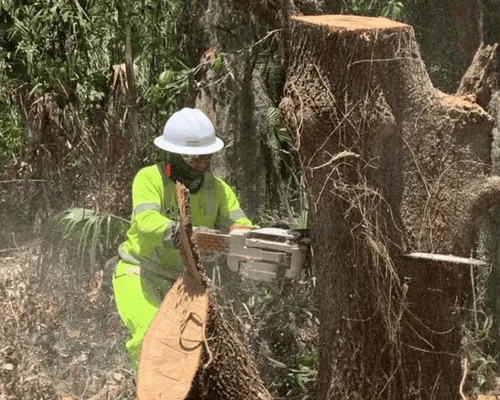 Tree Removal & Hazardous Tree Services St. Cloud