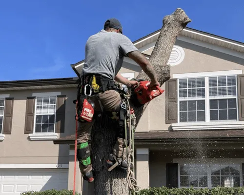 Tree Removal & Hazardous Tree Services in St. Cloud