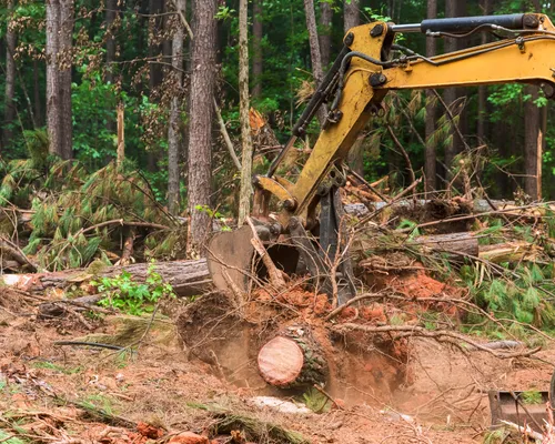 Orlando Tree Removal & Hazardous Tree Services