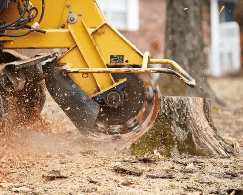 Kissimmee Stump Grinding & Stump Removal