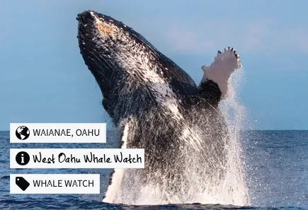 West Oahu Whale Watch Tour - A Whale Jumping out of the Water