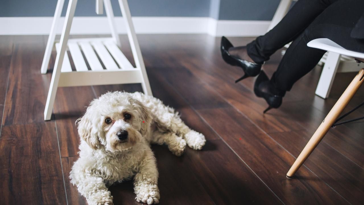 Pet-Friendly Flooring: Durable and Scratch-Resistant Options