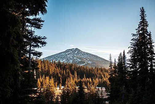 Bend Mt Bachelor Hd Forest Wallpapers Nature Images Adventure Or Pine Mountain Images & Pictures Peak Pacific Northwest Washington Pines Tree Images & Pictures Mountain Images & Pictures Pine Trees Tree Images & Pictures Plant Conifer Larch Outdoors Free Stock Photos