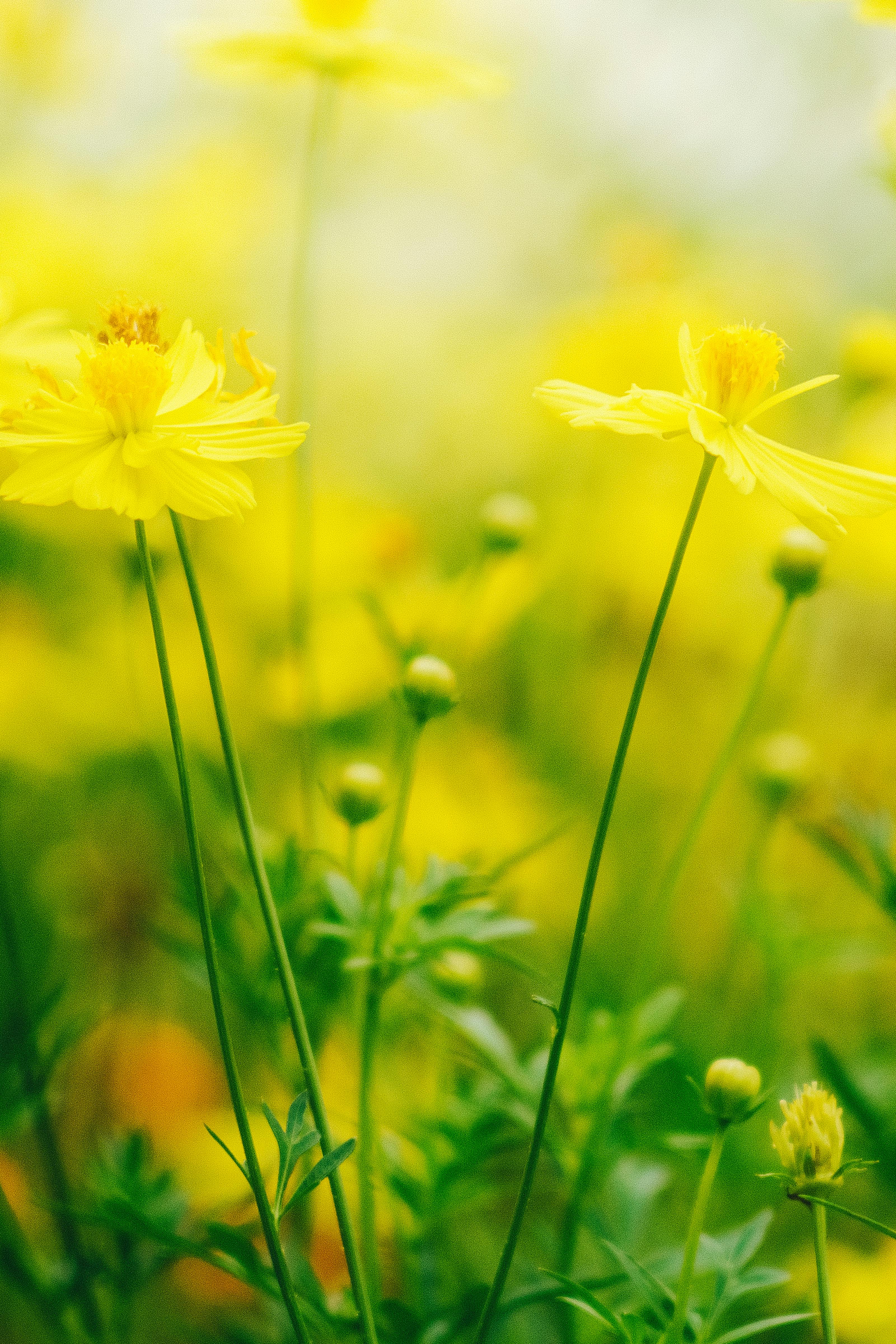 somatic tapping for emotional regulation