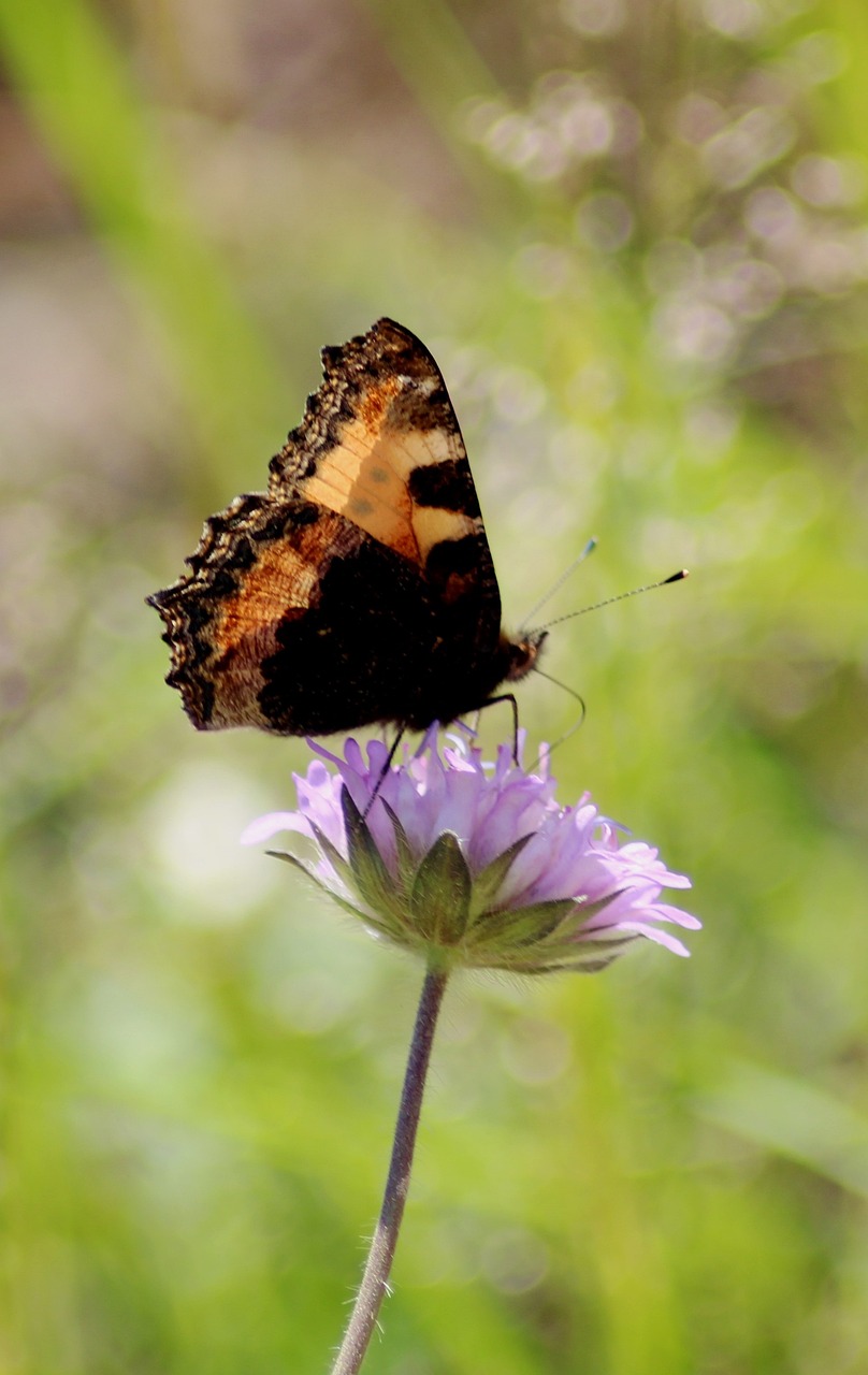 somatic tapping for relaxation
