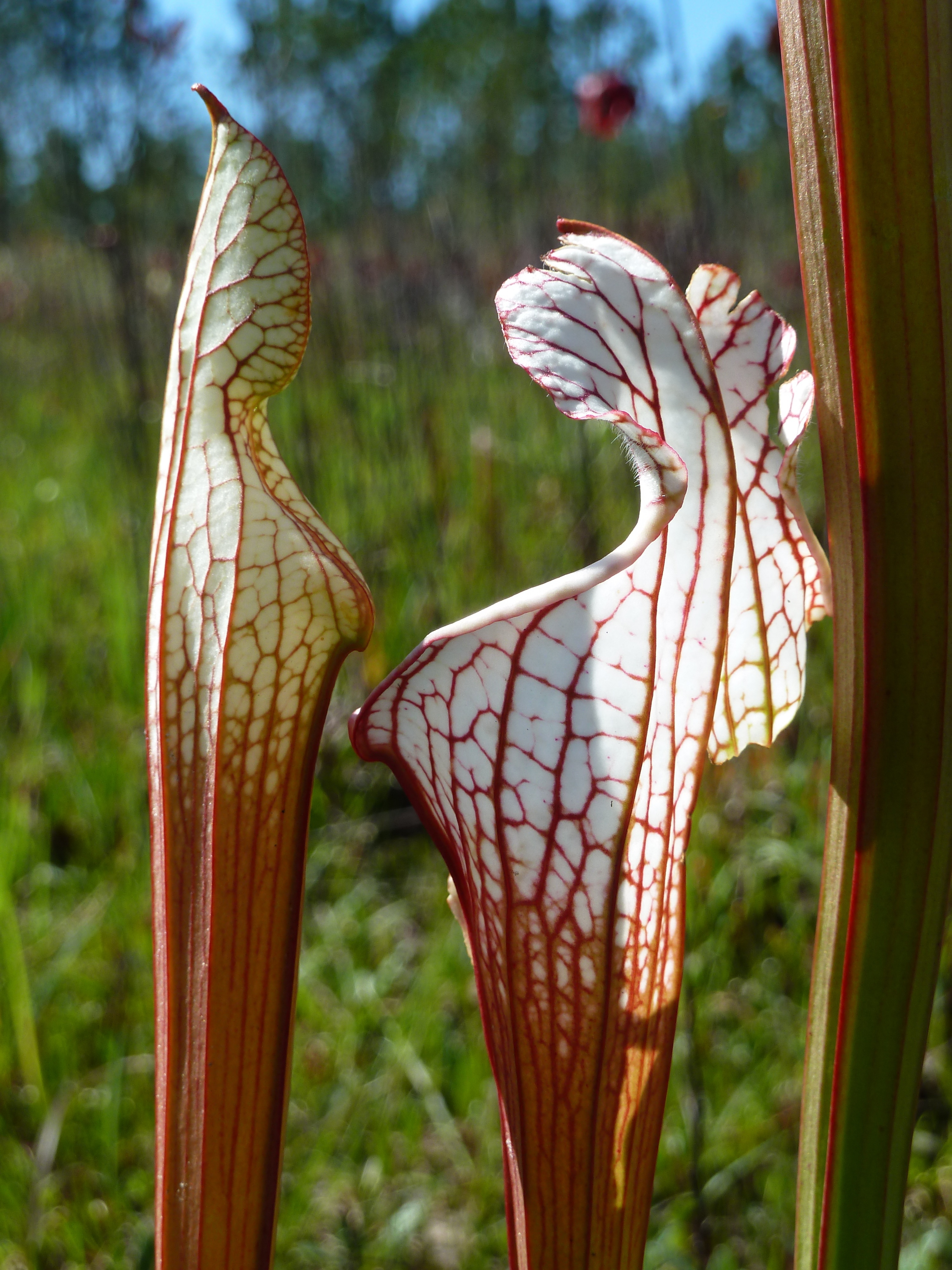 Pitcher Plant | Coastal Alabama | Alabama Intensives