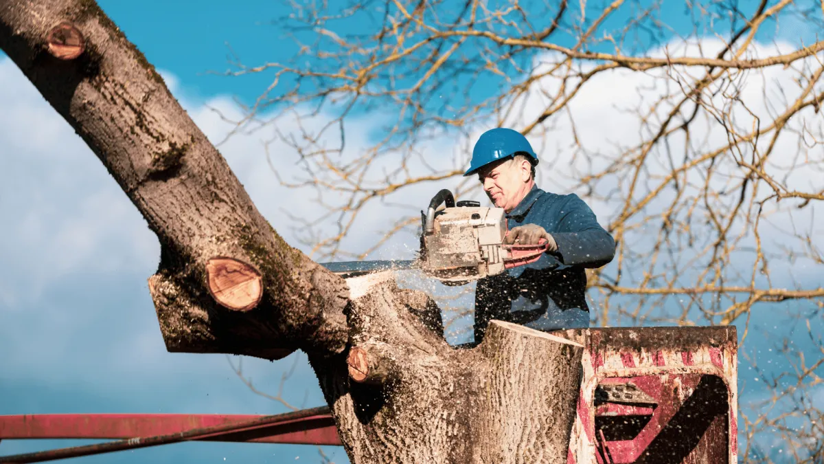 Tree Removal