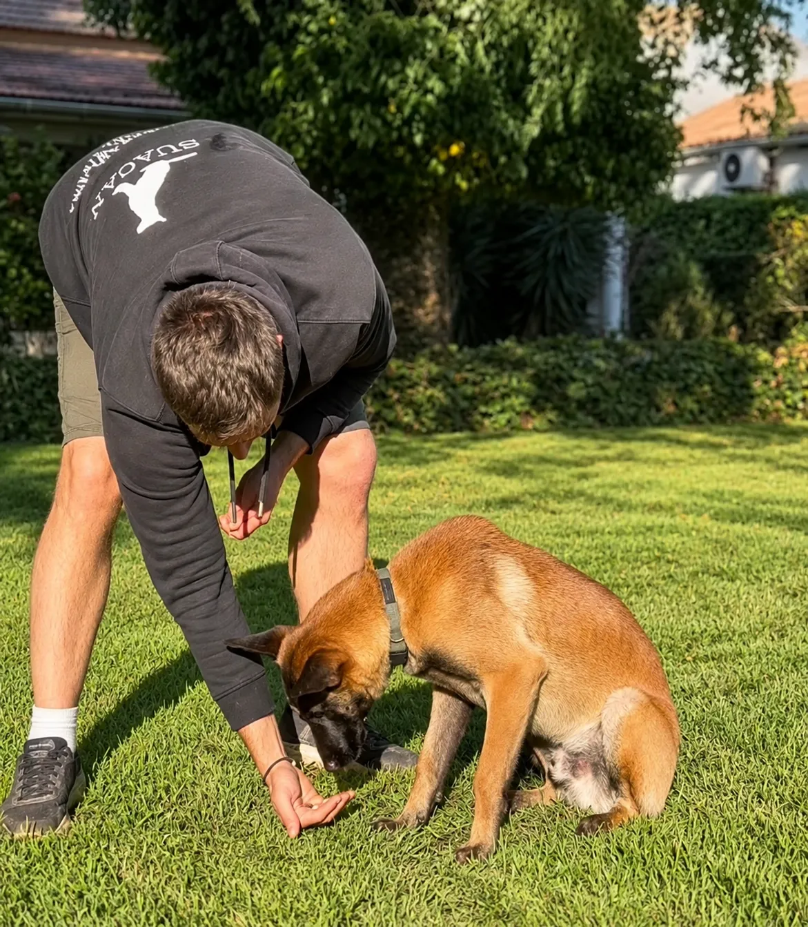 a couple of dogs standing next to each other