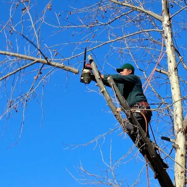Tree Trimming & Pruning in El Paso