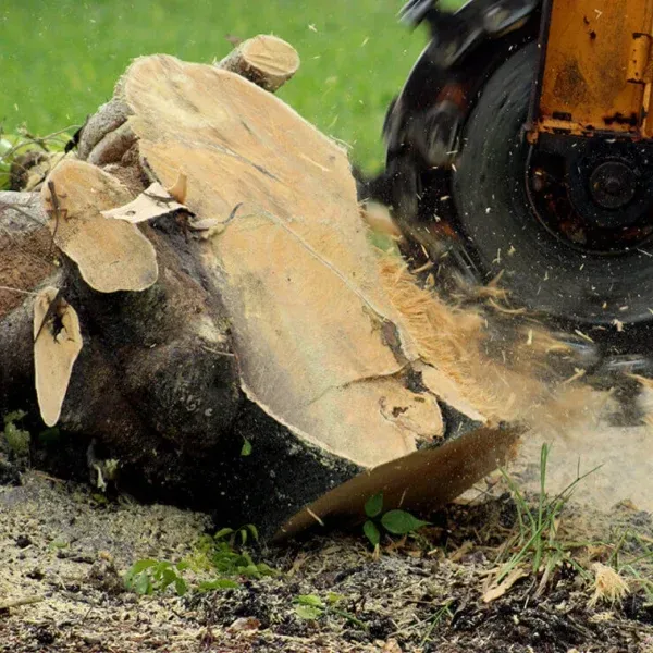 Stump Grinding in El Paso, TX