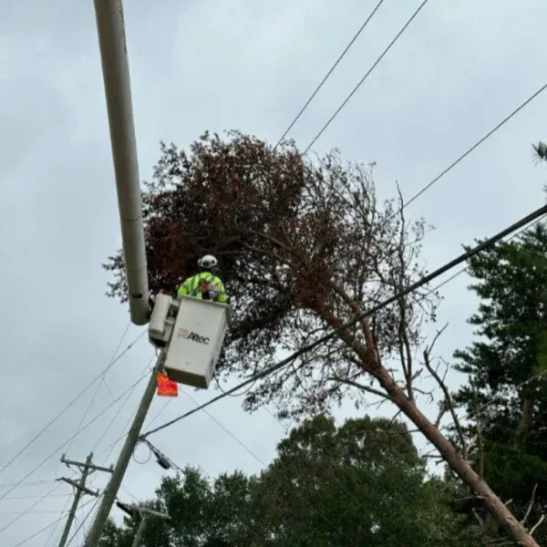 Emergency Tree Service in El Paso, TX