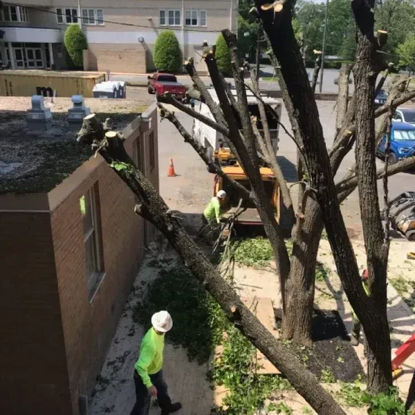 El Paso Commercial Tree Services