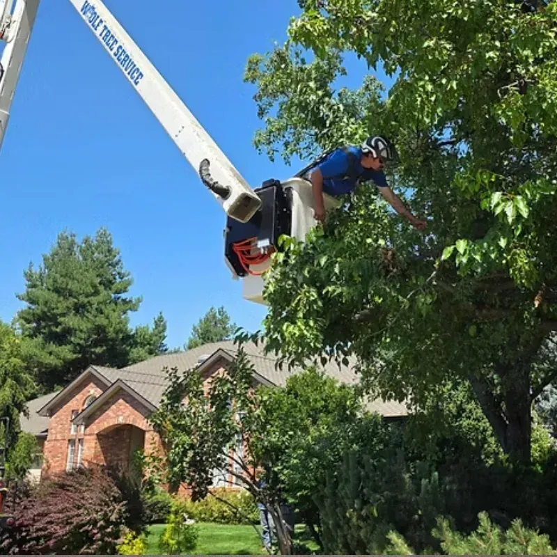 Contact El Paso Tree Service