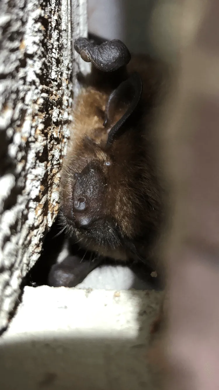 Bat removal - Acorn Wildlife Solutions - Russell, MA
