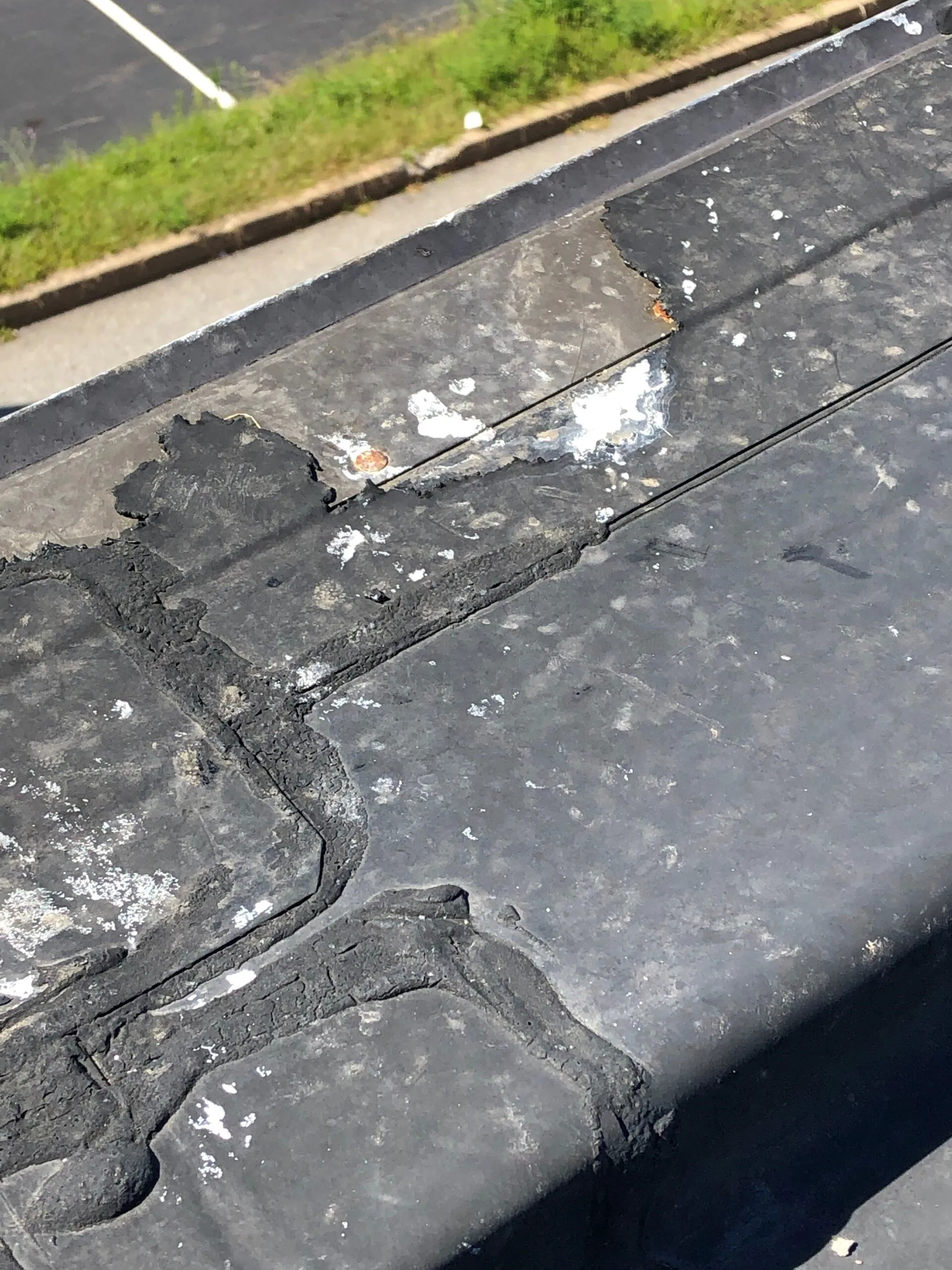 Bird Damage - Acorn Wildlife Solutions - Russell, MA
