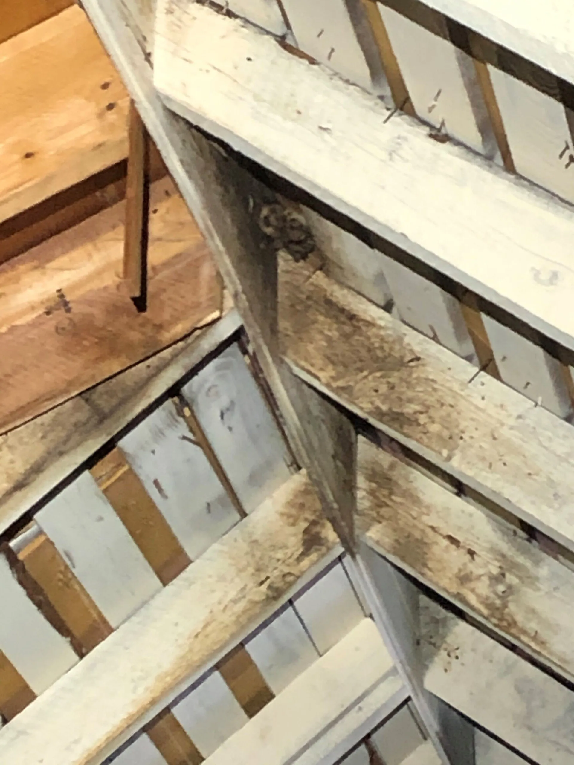 Bats in attic - Acorn Wildlife Solutions - Russell, MA