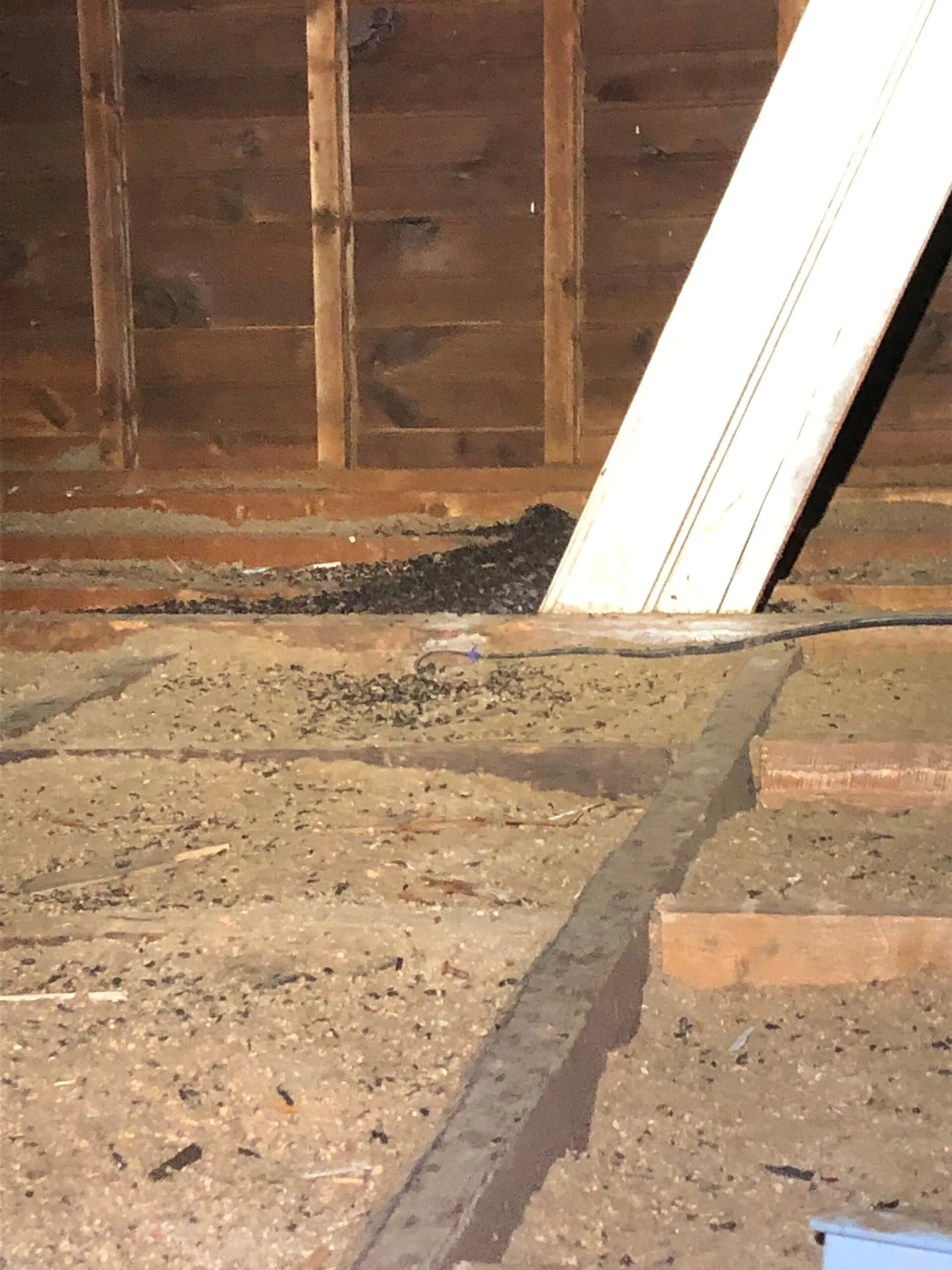 Bat Droppings - Acorn Wildlife Solutions - Russell, MA