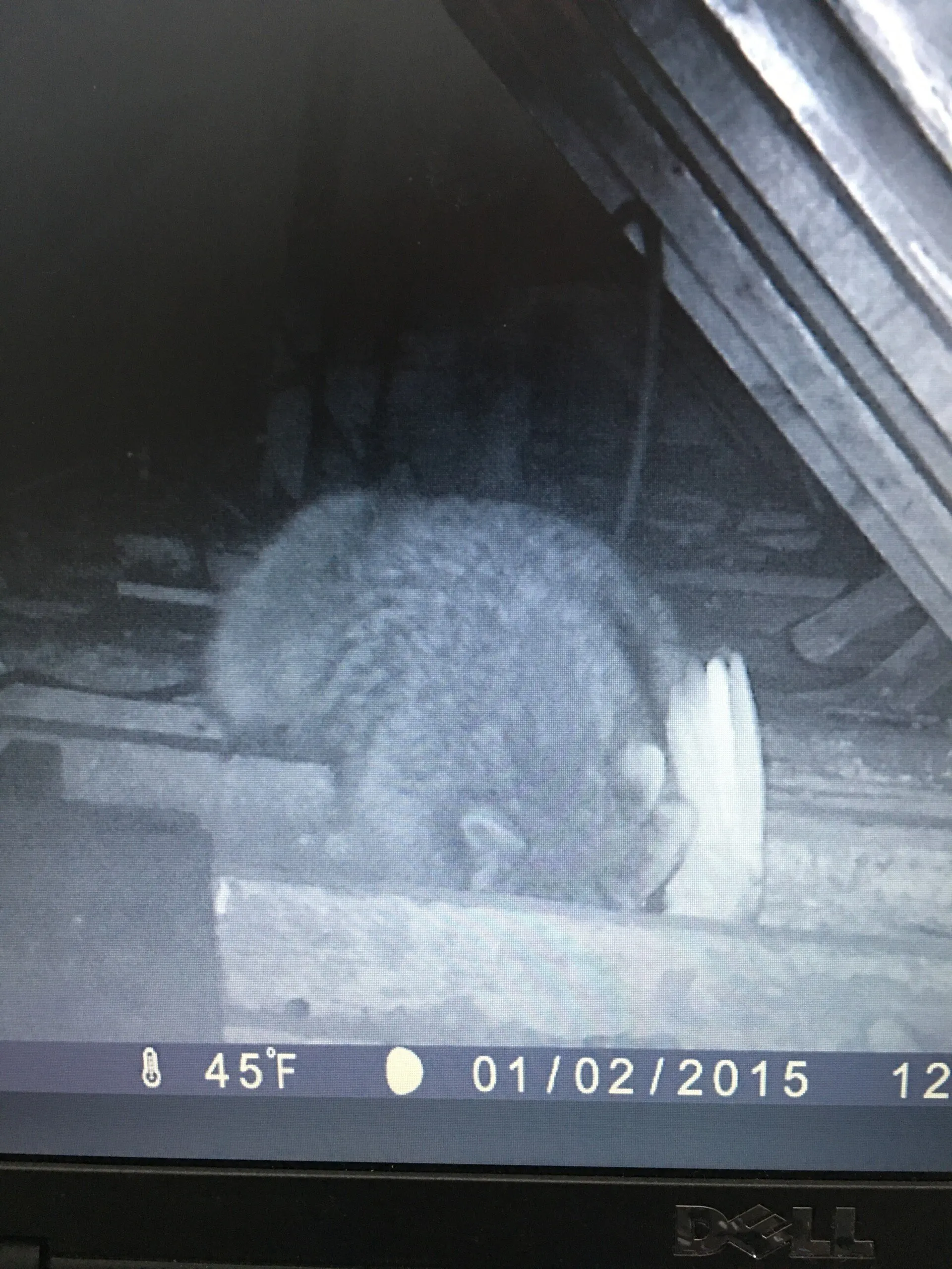 Racoon 2 caught in attic - Acorn Wildlife Solutions - Russell, MA