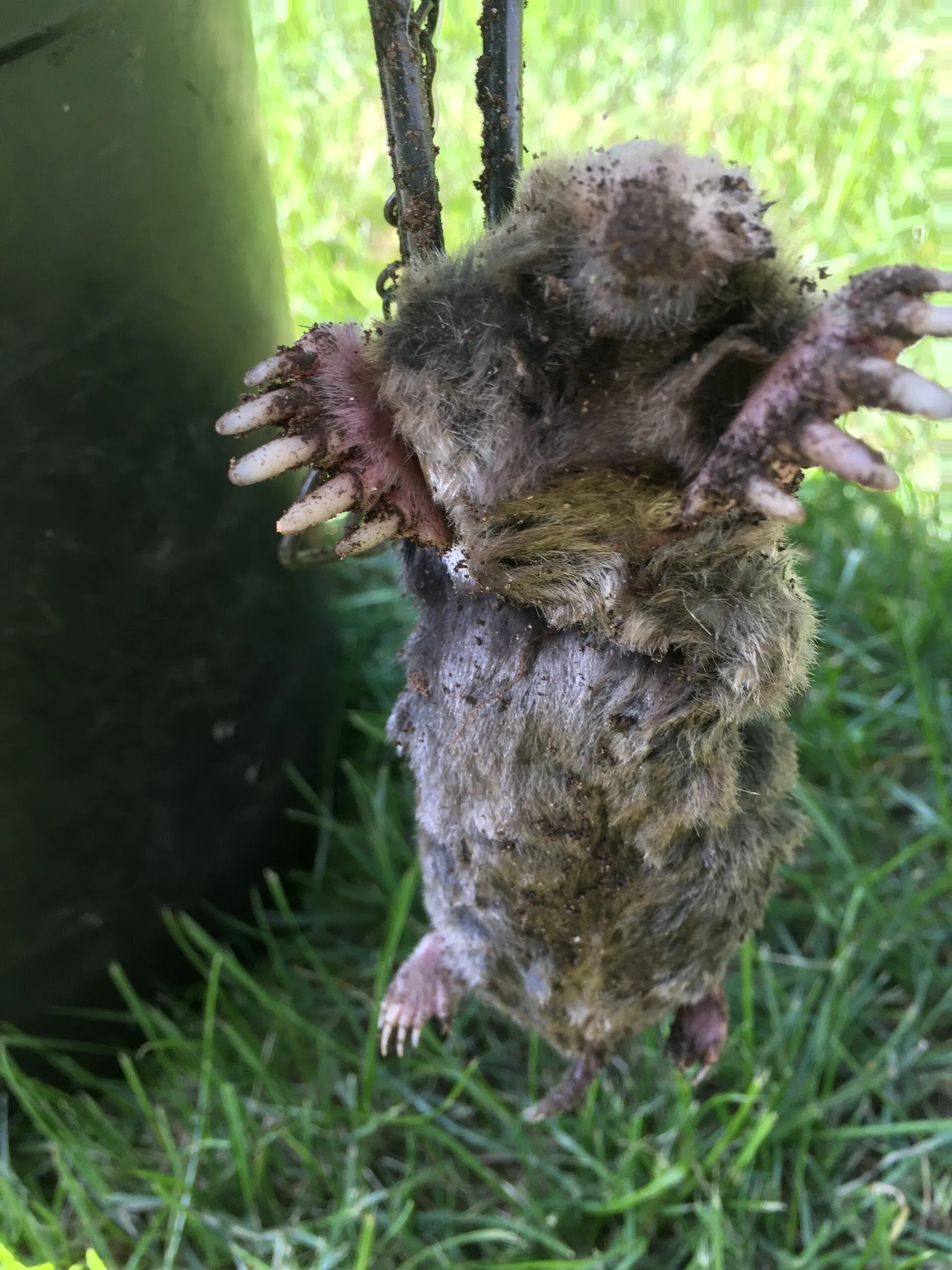 Mole Removal - Acorn Wildlife Solutions - Russell, MA