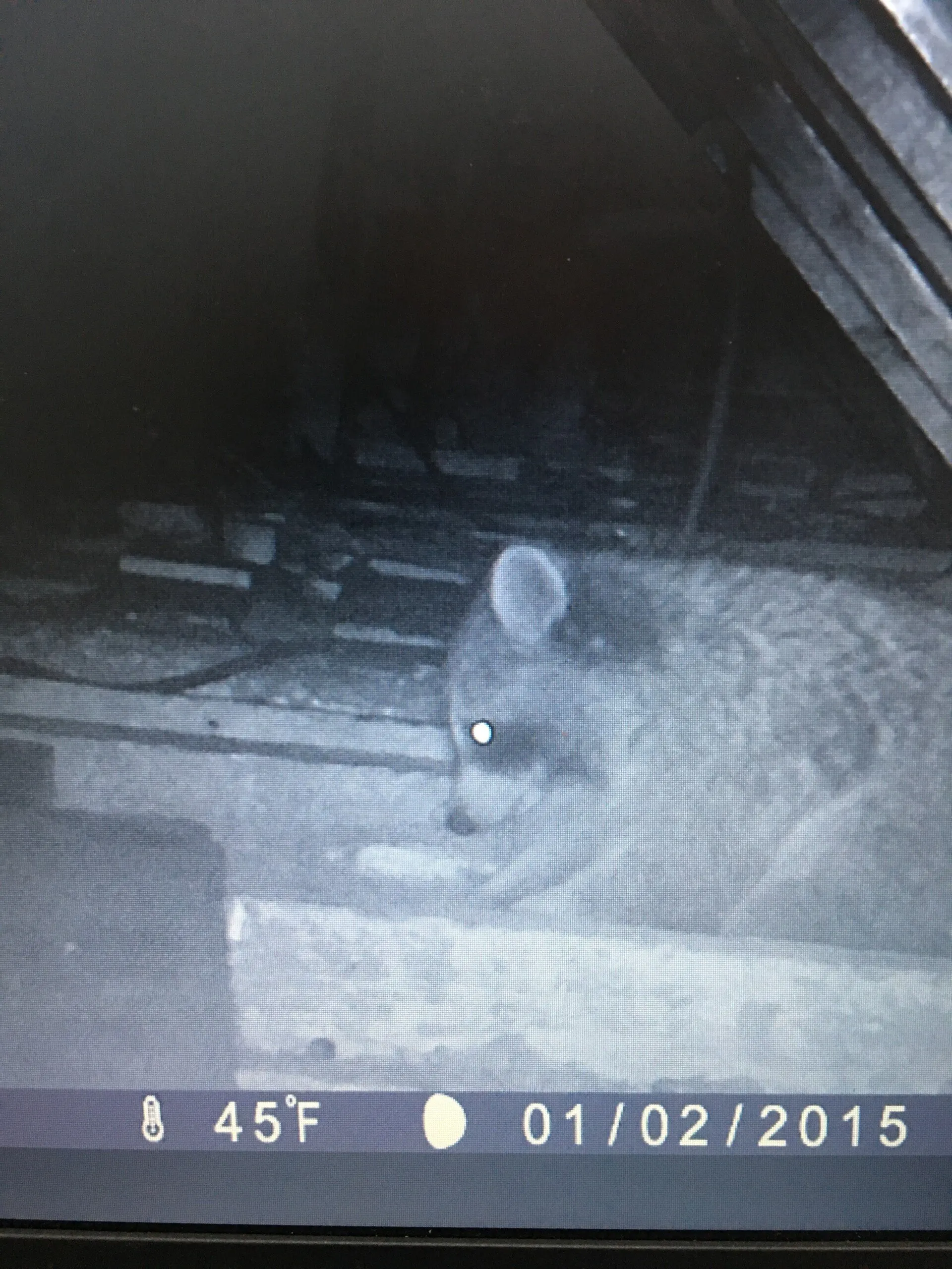 Racoon Caught in attic - Acorn Wildlife Solutions - Russell, MA