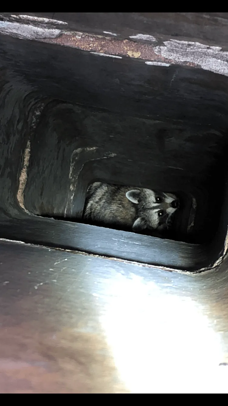 Racoon stuck - Acorn Wildlife Solutions - Russell, MA